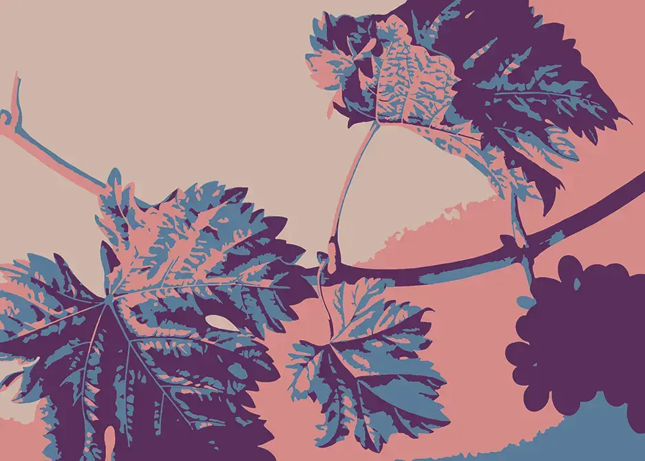 Soin de la vigne à base de préparats de plantes et phytothérapie